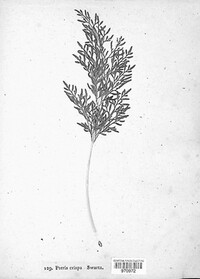 Cryptogramma crispa image